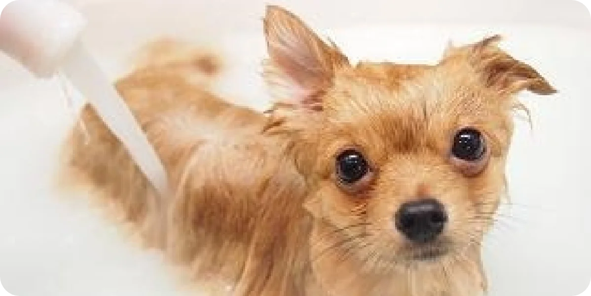 マイクロバブル