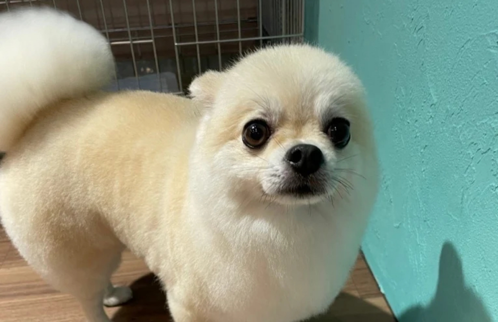 ご紹介キャンペーン